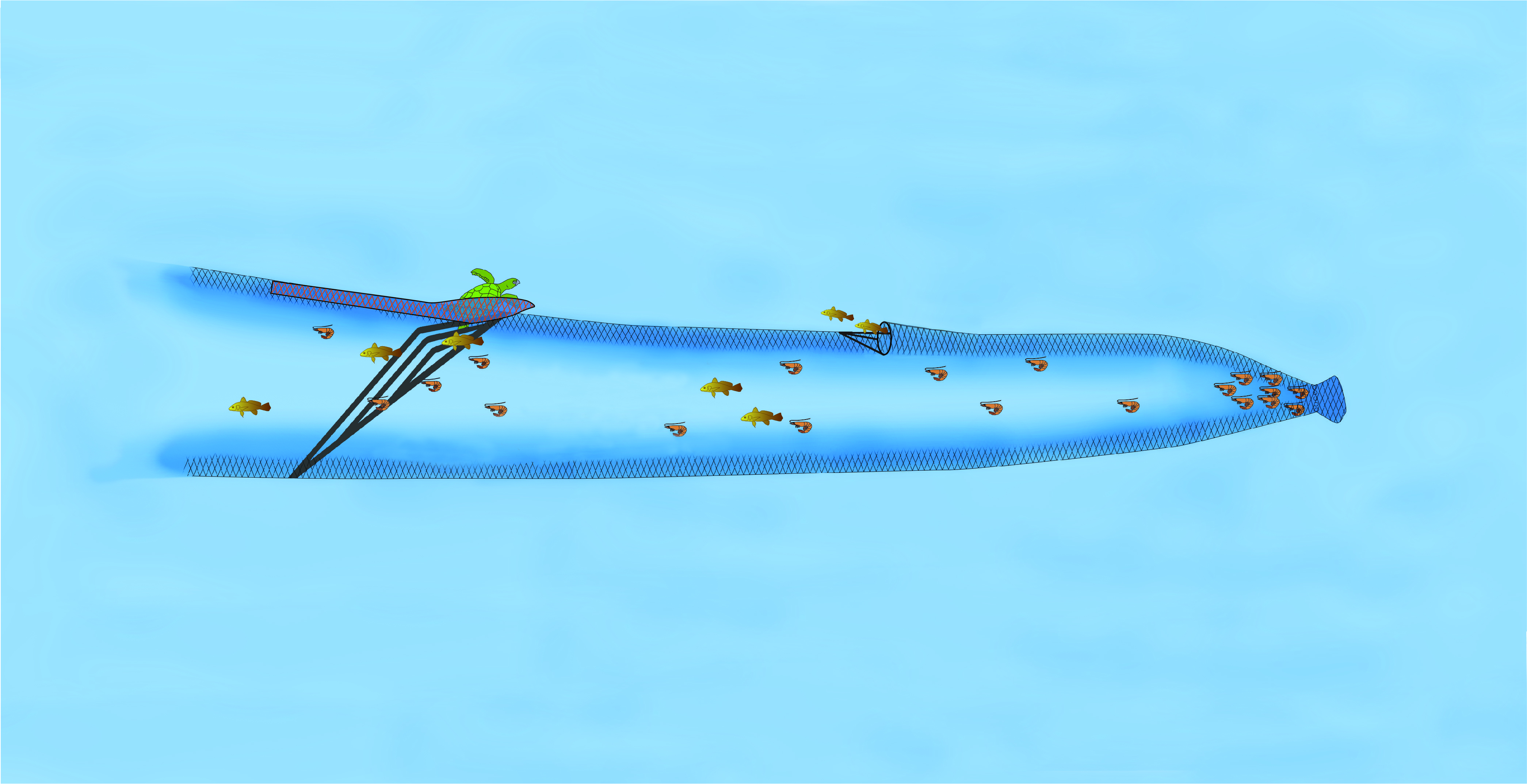Better Devices for the Shrimp Fleet to Reduce Bycatch 